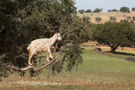 山羊饲养在摩洛哥坚果树中。摩洛哥