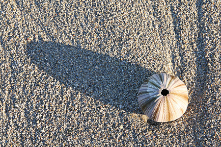 海胆壳在海滩上