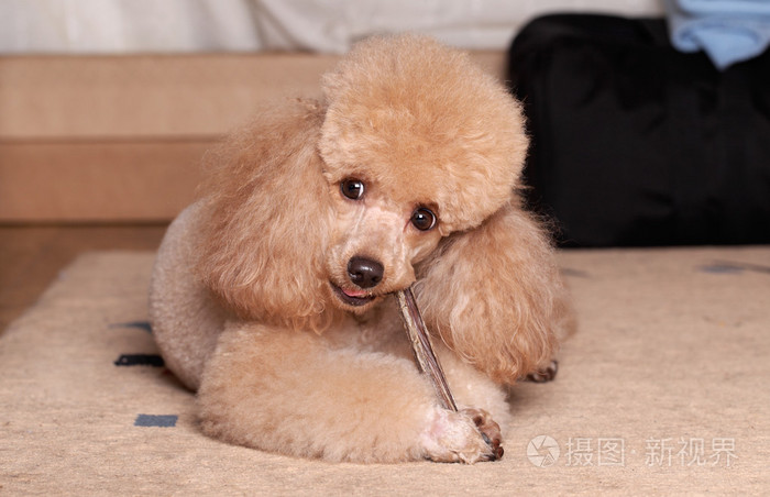 泰迪熊贵宾犬_贵宾泰迪犬_泰迪熊犬价格金毛犬电影