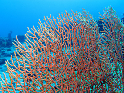 珊瑚礁与底部的热带海蓝色的水背景上美丽伟大 gorgoniam