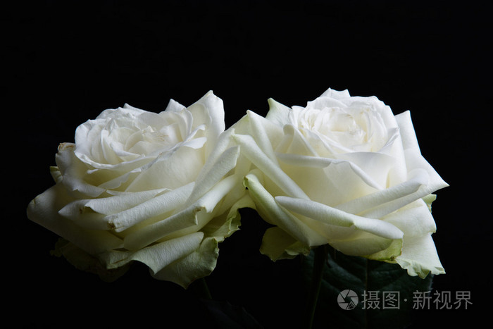 黑色背景上的两个白玫瑰