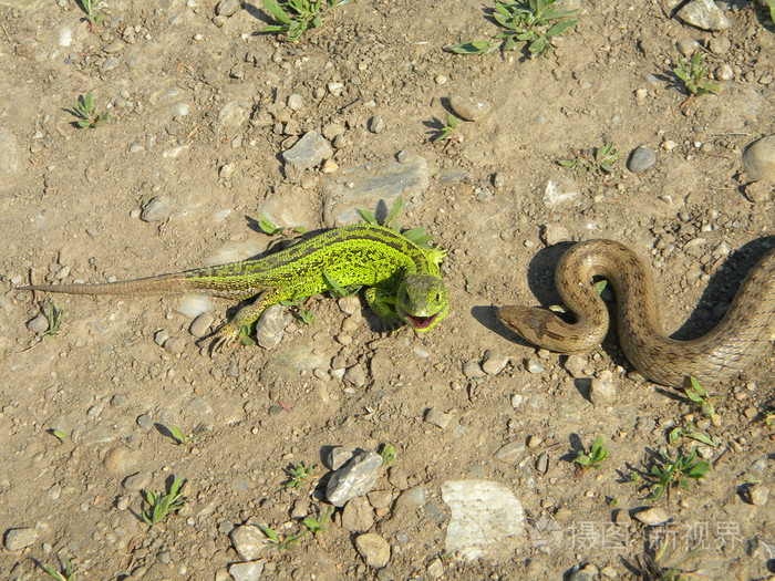 附近一只蜥蜴蛇