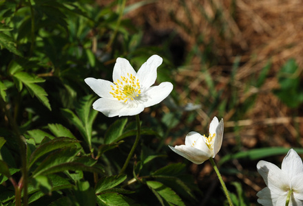 鲜花灿烂阳光灿烂的夏天一天