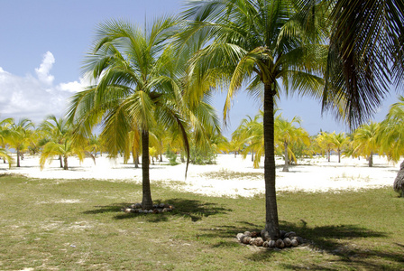 加勒比海滩和棕榈树，天堂岛