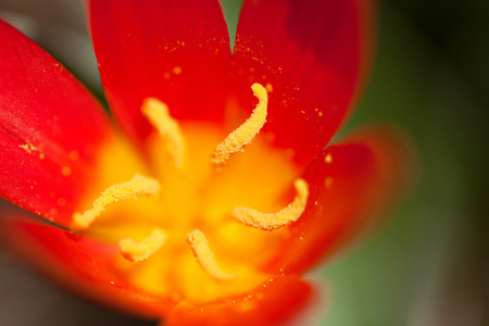 红色郁金香花