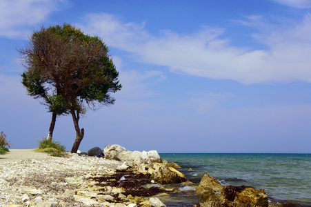 岸边的海棵孤独的树