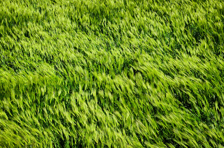 在风中绿色大麦字段的详细信息