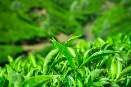 新鲜茶叶特写