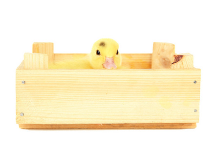 可爱小鸭在木盒中，孤立在白色