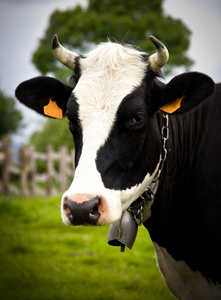 一头牛在草地上的肖像