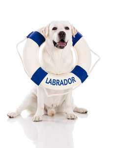 水手浮标的拉布拉多狗图片