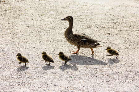 鸭市 ducklings.walk