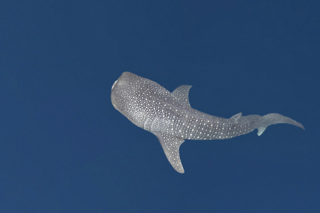 孤立的鲸鲨的肖像水下在巴布亚