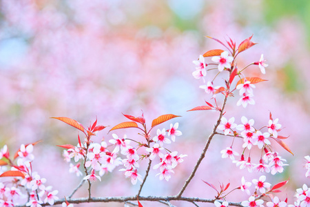 樱花和樱花