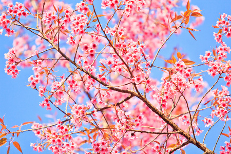 樱花和樱花