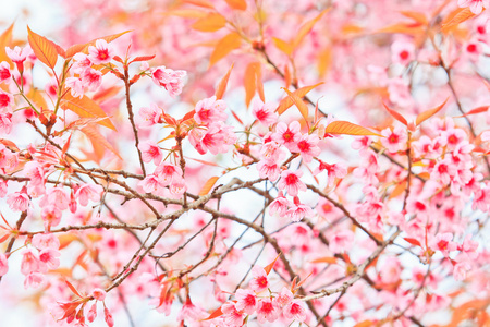 樱花和樱花