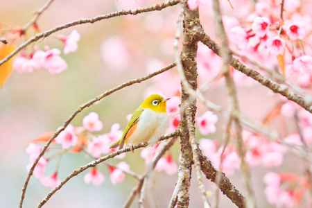 樱花与樱花绿绣眼鸟