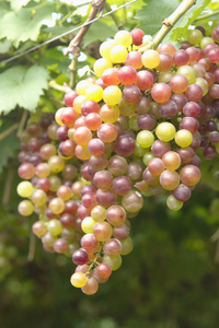 葡萄园的葡萄
