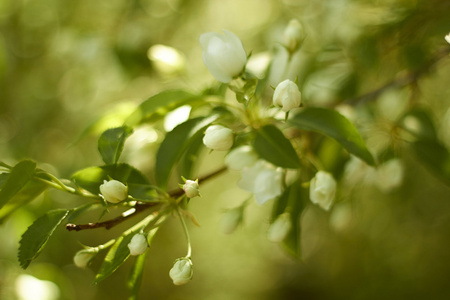 苹果树的分支。白色的花