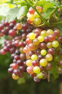 葡萄园的葡萄