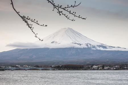 第一次与富士山樱花