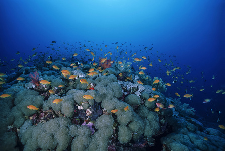 苏丹 红海 讲座照片 热带 anthias 和软珊瑚