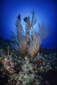 苏丹 红海，五颜六色的照片，鞭柳珊瑚 junceella 和热带小鱼群