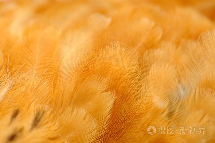 红色鸡羽毛特写
