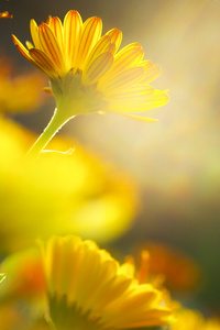 黄色的花朵的软焦点特写