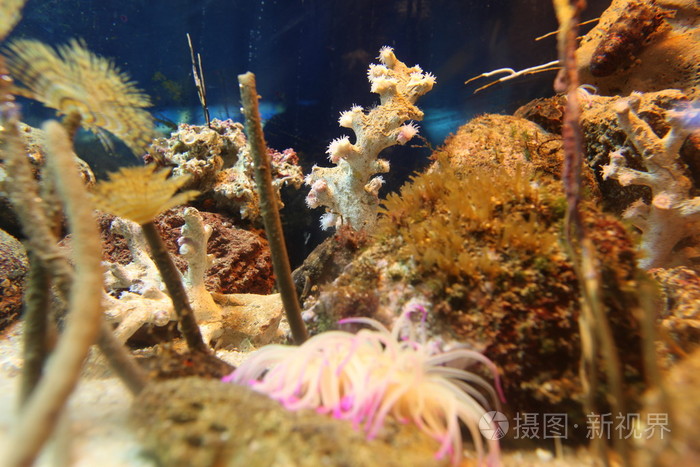 在水族馆中的珊瑚