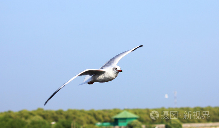 一张照片的飞行的海鸥