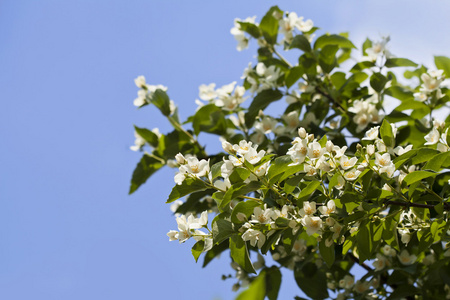 茉莉花