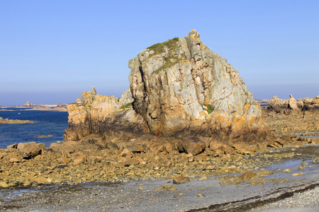 海岸玫瑰