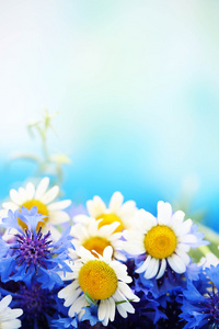 束美丽的菊和 chamomiles 在蓝色背景