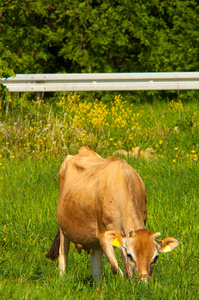 泽西牛在草地上觅食