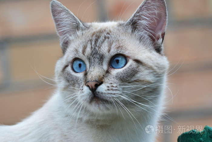 蓝眼睛的灰猫