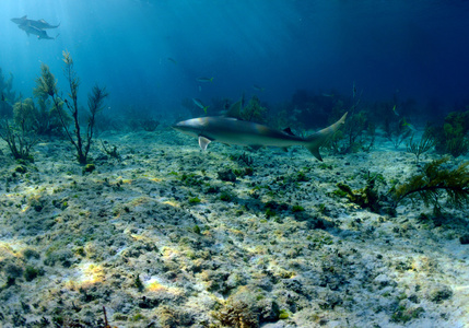 加勒比礁鲨水下