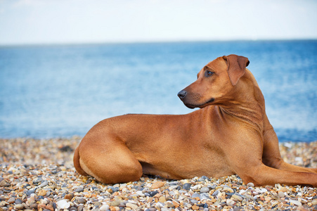 狗在沙滩上休息