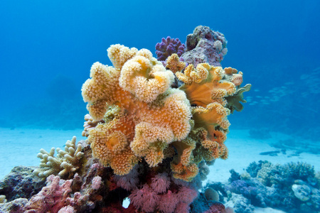 珊瑚礁与底部的热带海蓝色的水背景上黄色软珊瑚 sarcophyton
