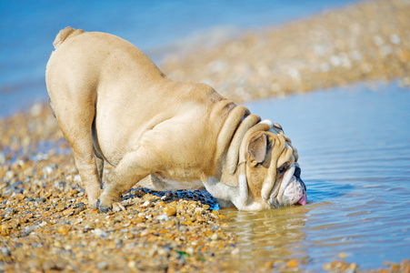 看着他倒映在海中的狗英国牛头犬
