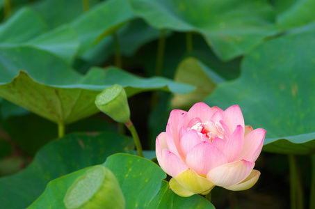 可爱的粉红色莲花