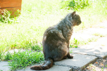 坐在草地上的家猫