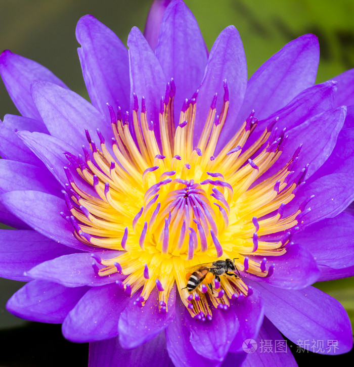 在紫色的睡莲或莲花蜂
