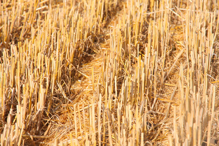断层小麦场土壤植物上农民田间的详细信息