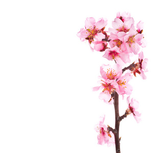 杏仁树粉红花
