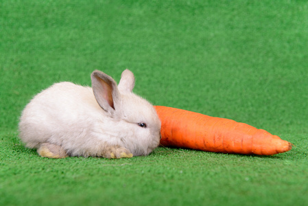 兔子与胡萝卜