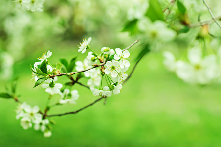 樱桃花