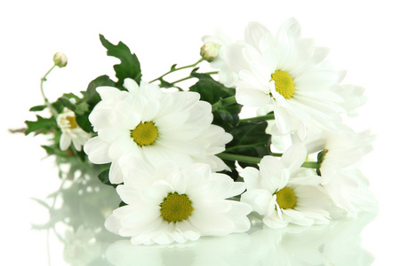 美丽的雏菊，孤立在白色