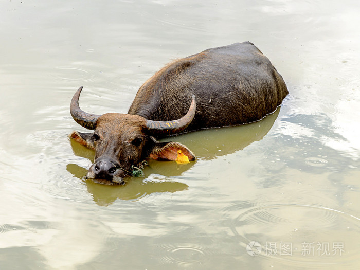 水牛