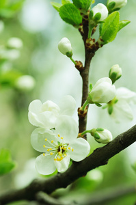 樱桃花